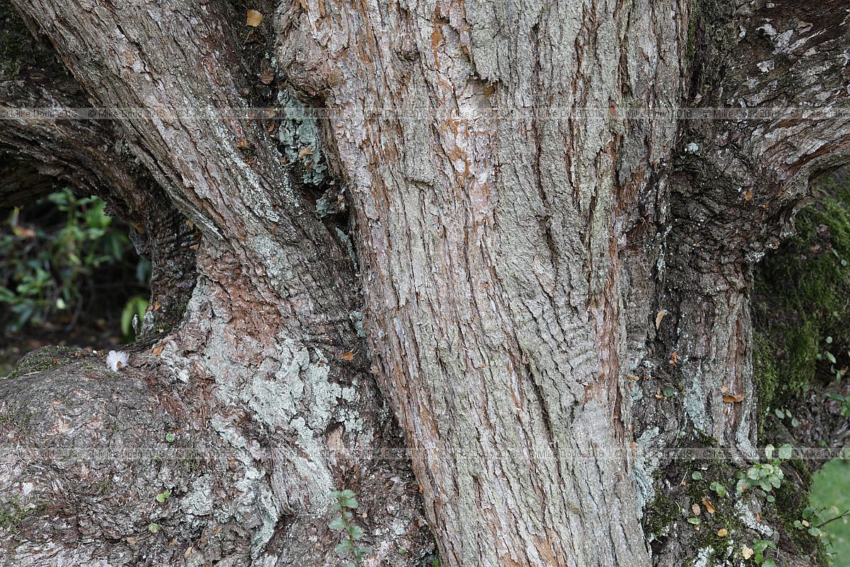 Nothofagus antarctica