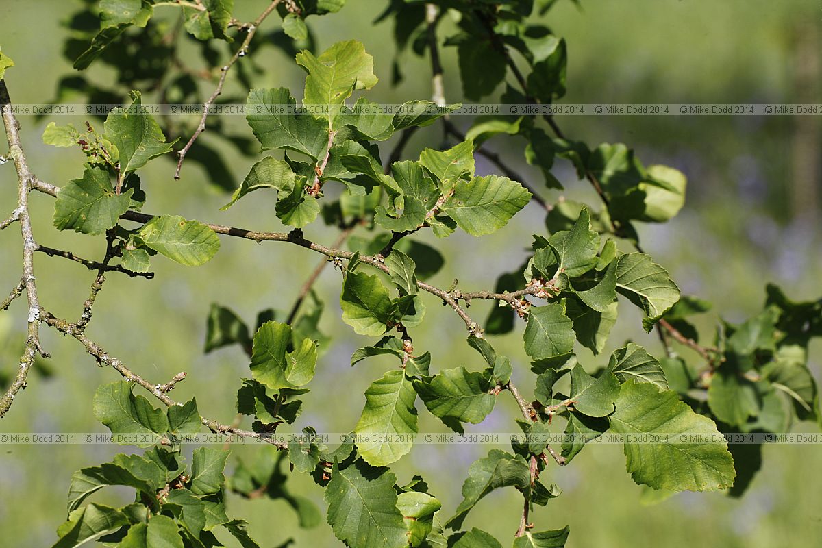 Lophozonia glauca Hualo (syn Nothofagus glauca)