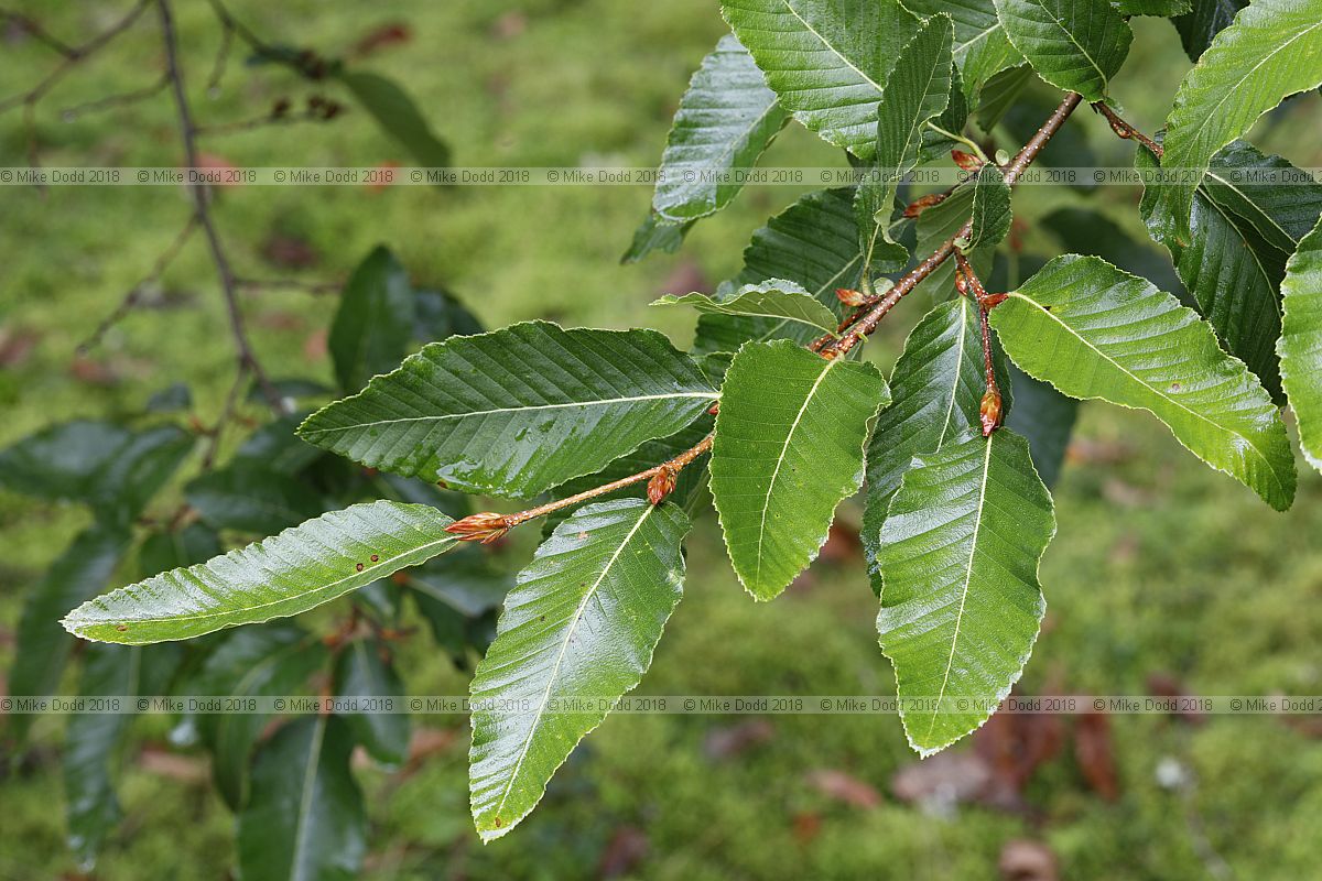 Nothofagus nervosa Raul�