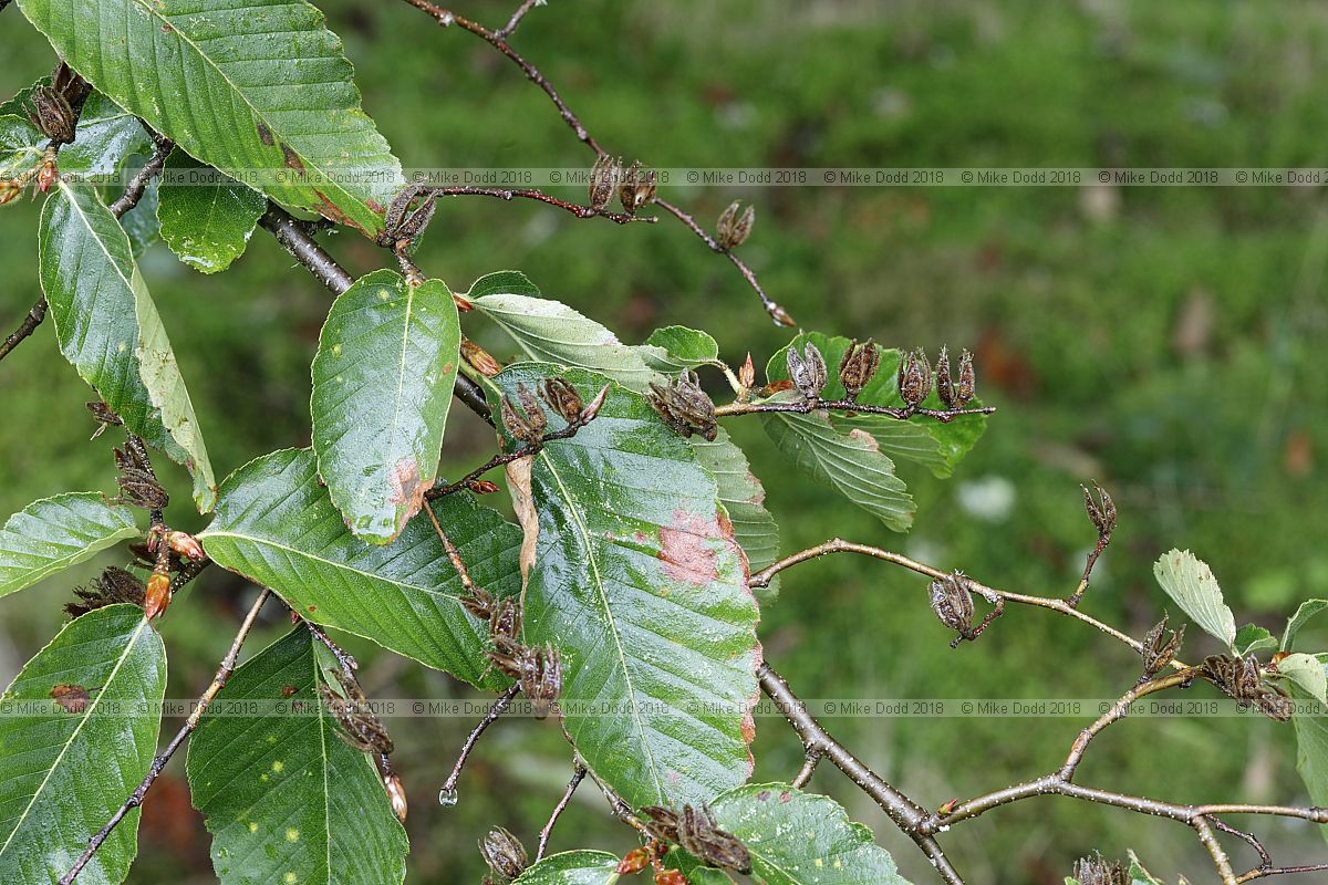 Nothofagus nervosa Raul�