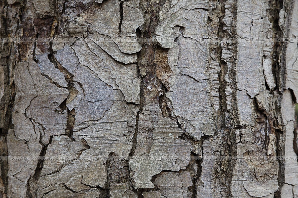 Lophozonia obliqua Roble (syn Nothofagus obliqua)