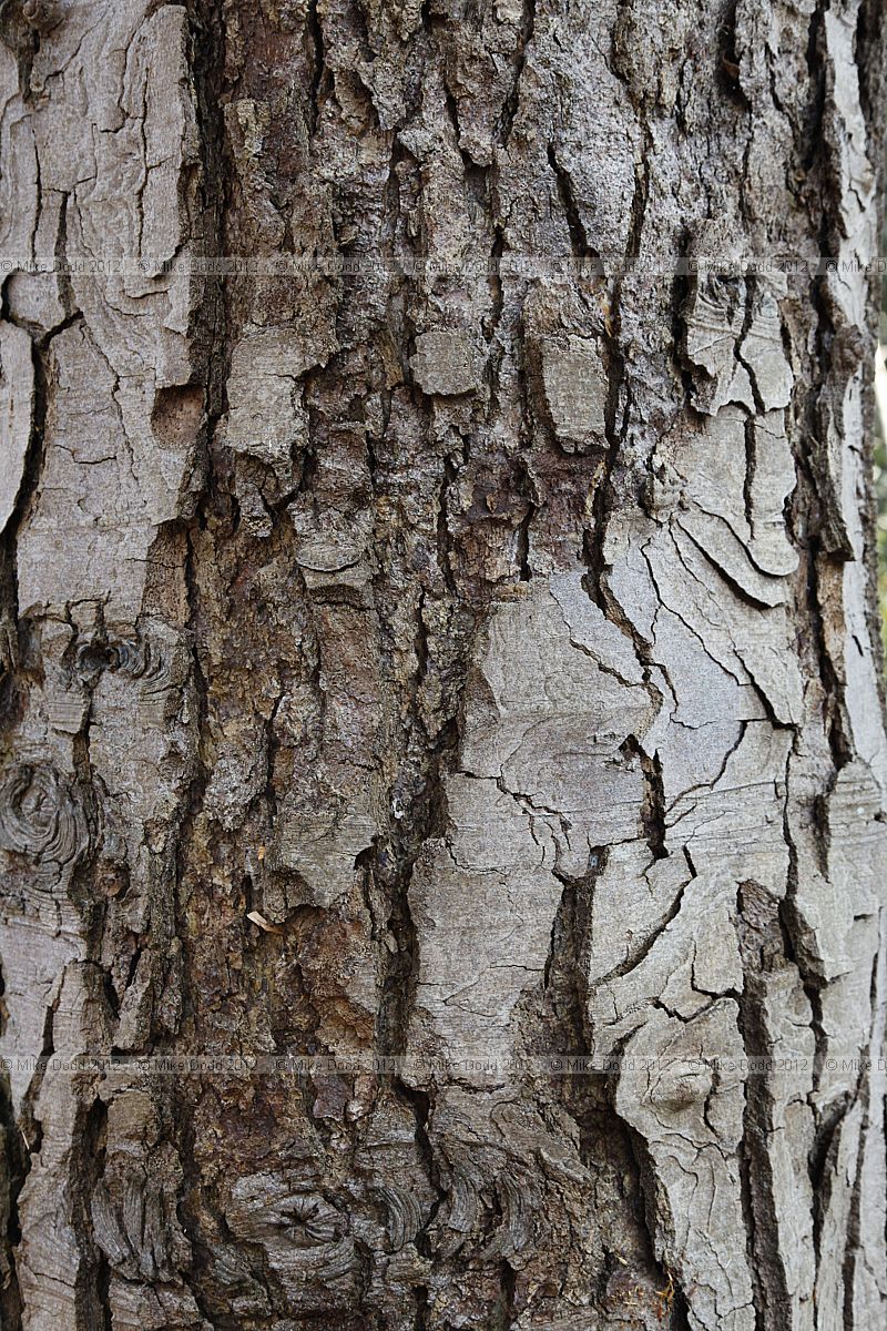 Lophozonia obliqua Roble (syn Nothofagus obliqua)