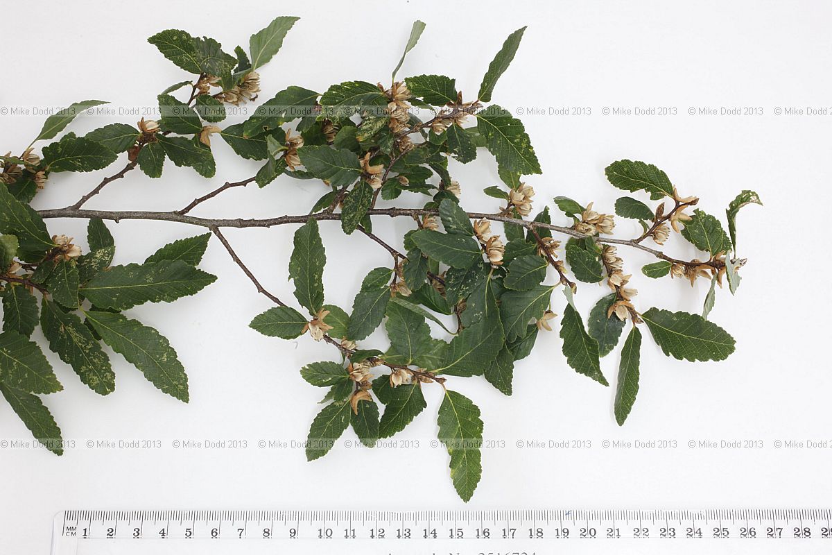 Lophozonia obliqua Roble (syn Nothofagus obliqua)