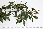 Lophozonia obliqua Roble (syn Nothofagus obliqua)