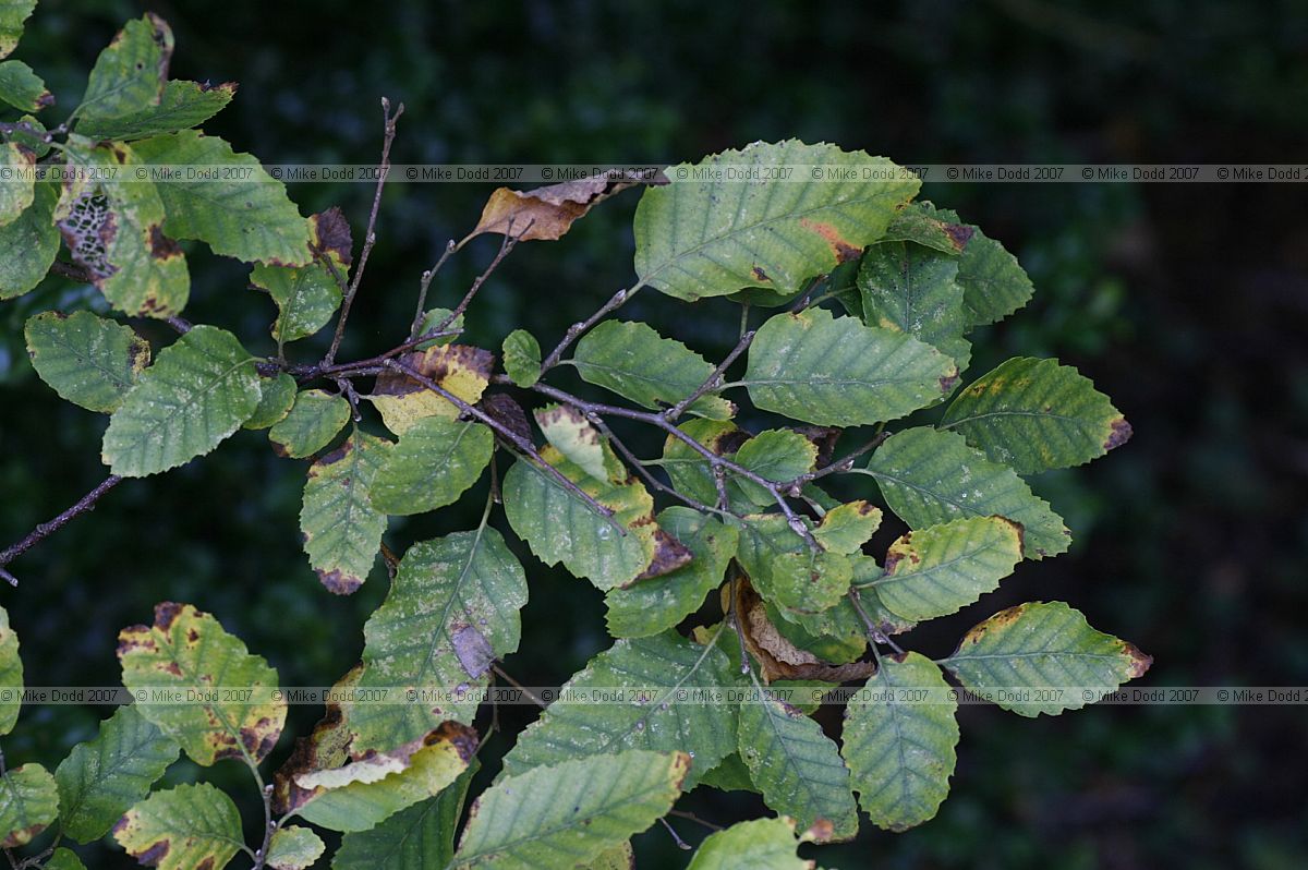 Lophozonia obliqua Roble (syn Nothofagus obliqua)