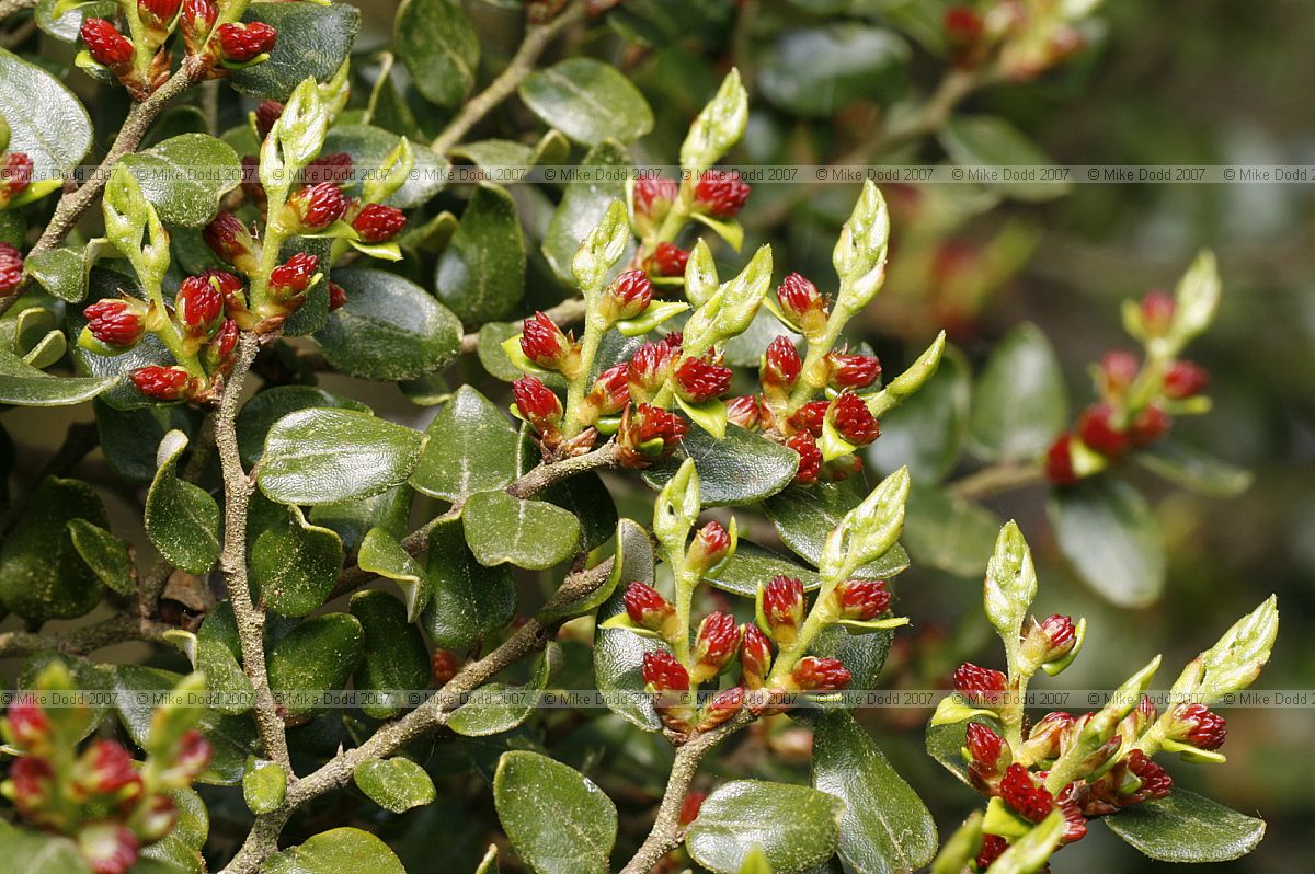 Fuscospora cliffortioides Mountain beech (syn Nothofagus solandri var cliffordiensis)