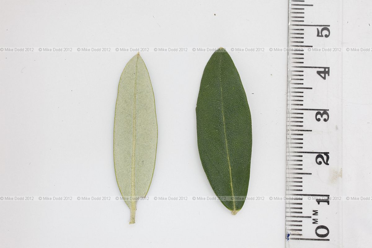 Olea europaea Olive