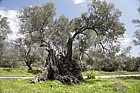 Olea europaea Olive tree