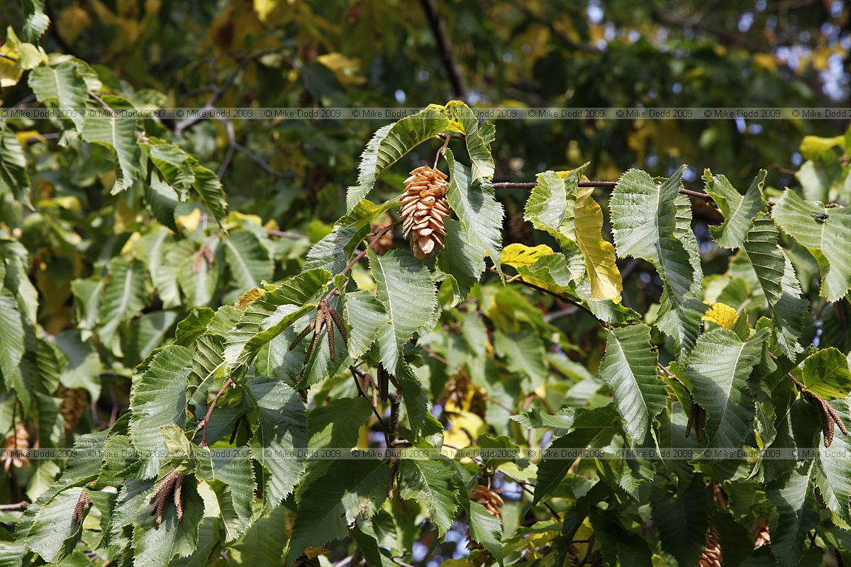 Ostrya carpinifolia European Hop-hornbeam