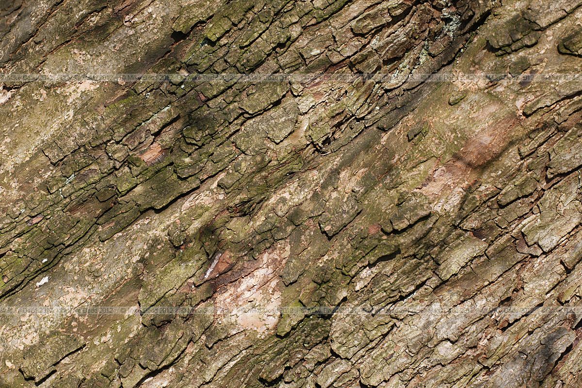 Ostrya carpinifolia European Hop-hornbeam