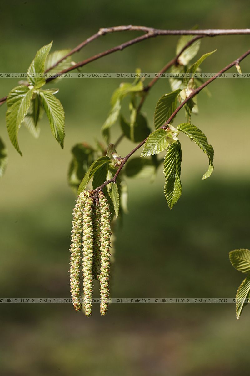 Ostrya carpinifolia European Hop-hornbeam