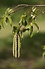 Ostrya carpinifolia European Hop-hornbeam