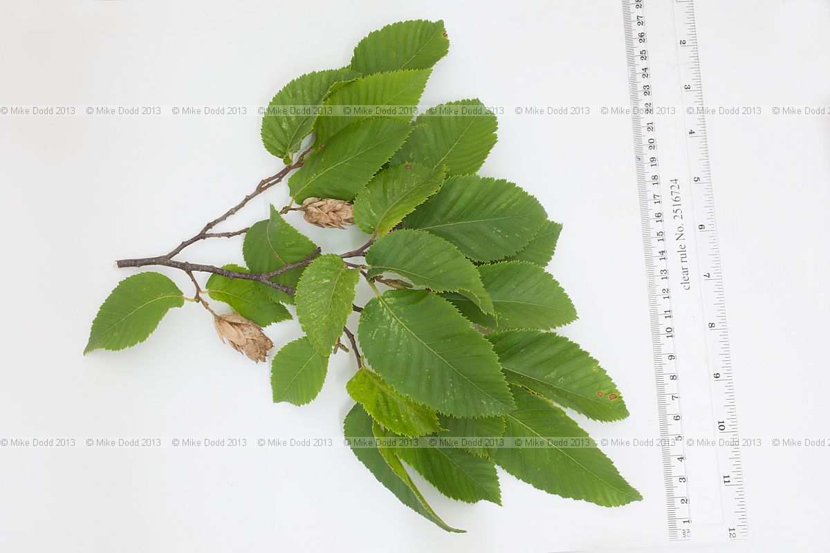 Ostrya carpinifolia European Hop-hornbeam