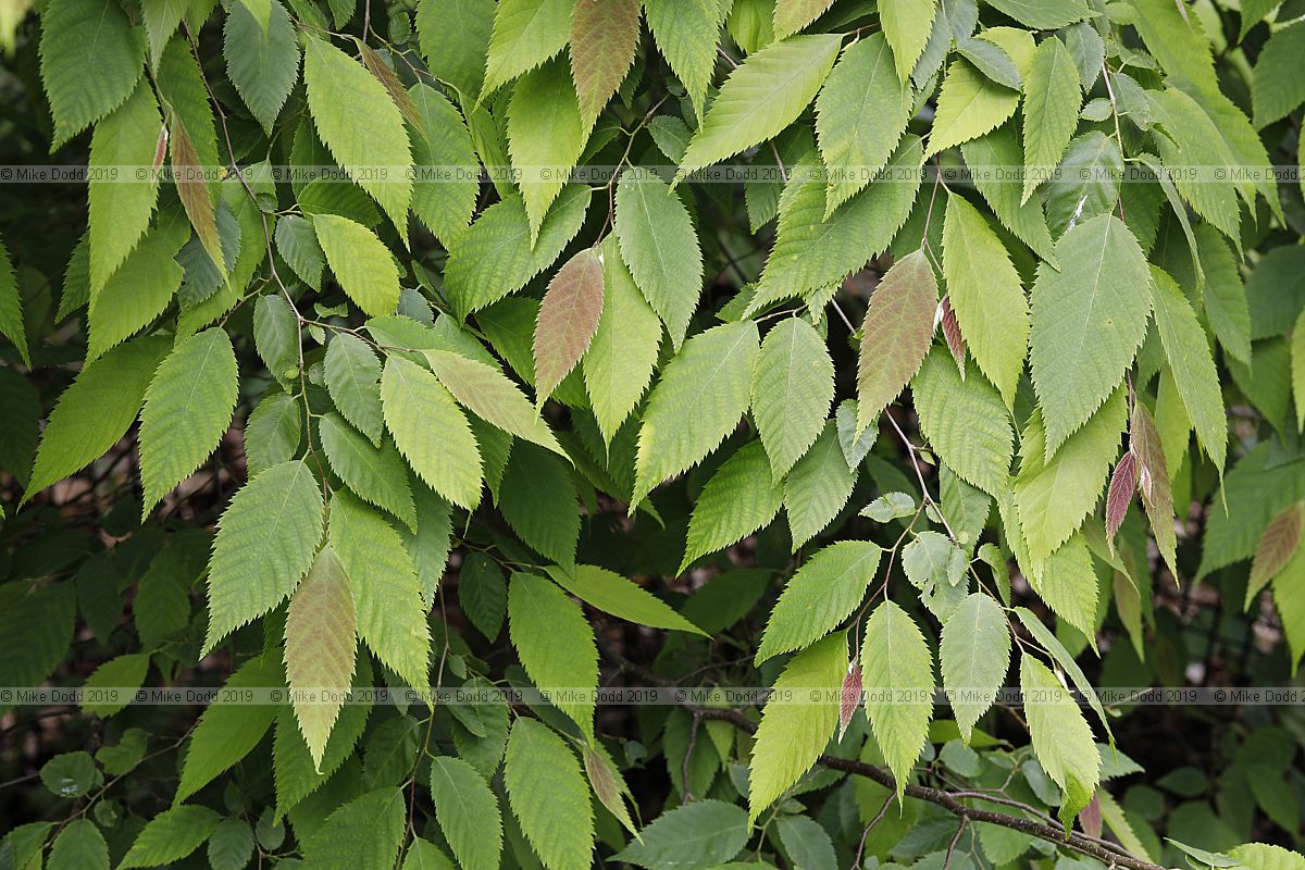 Ostrya japonica Japanese hop-hornbeam