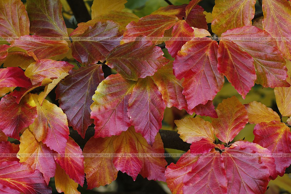 Parrotia persica Persian Ironwood