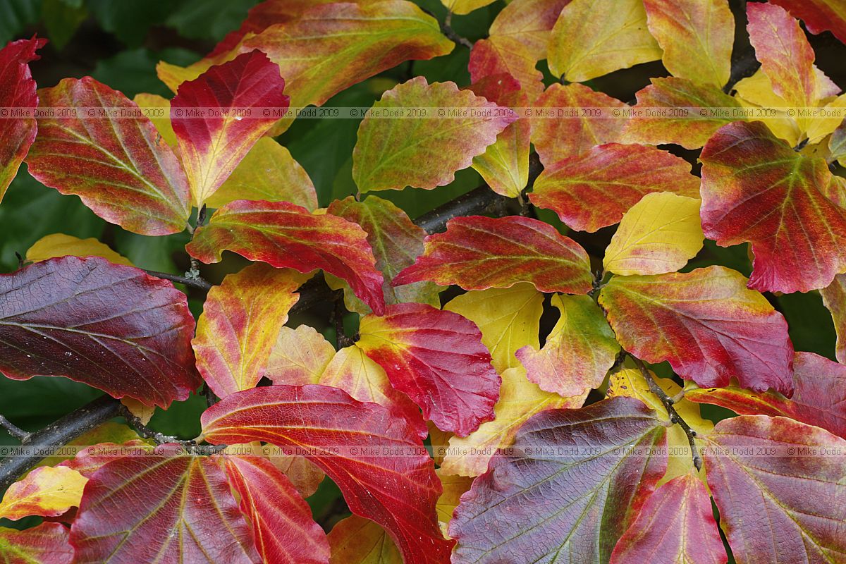Parrotia persica Persian Ironwood