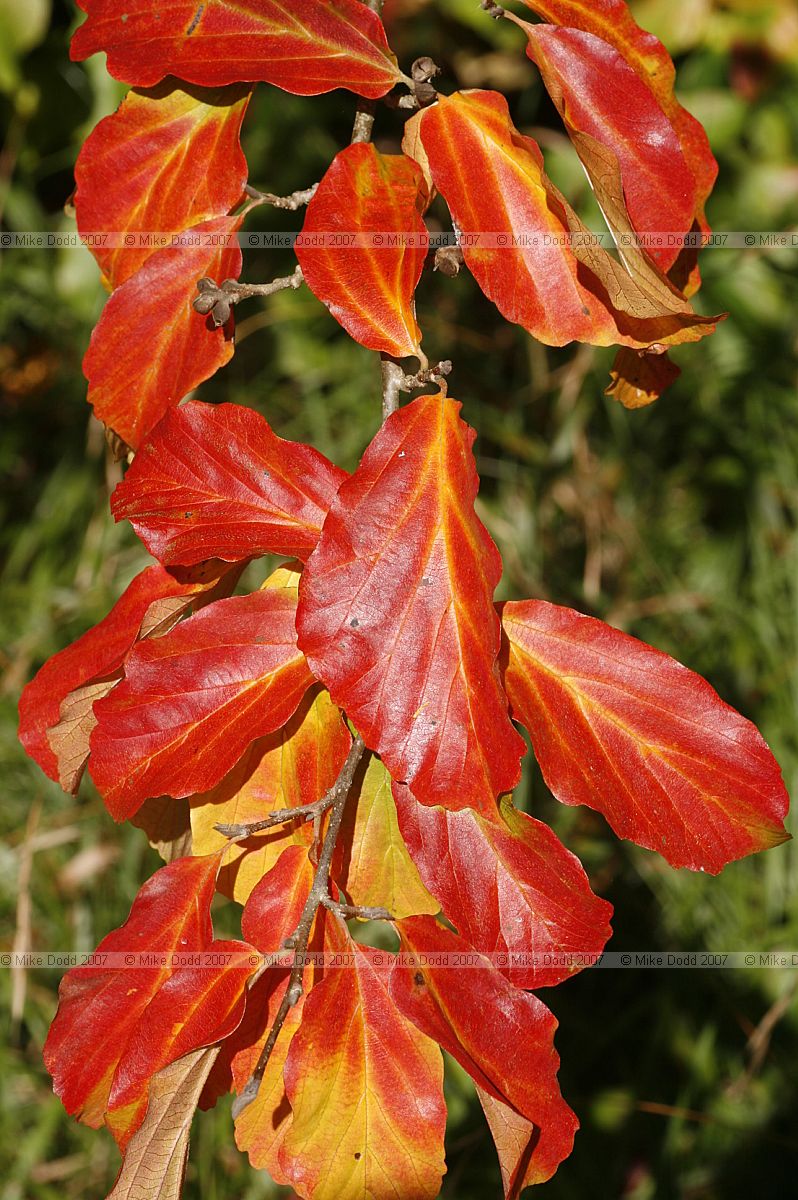 Parrotia persica Persian Ironwood