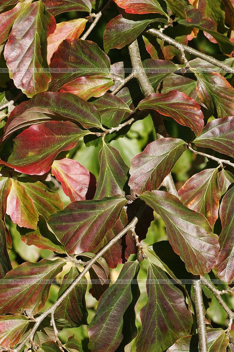 Parrotia persica Persian Ironwood
