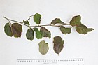 Parrotia persica Persian Ironwood