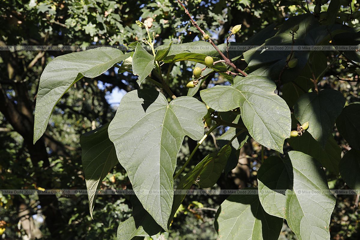 Paulownia kawakamii Sapphire Dragon Tree