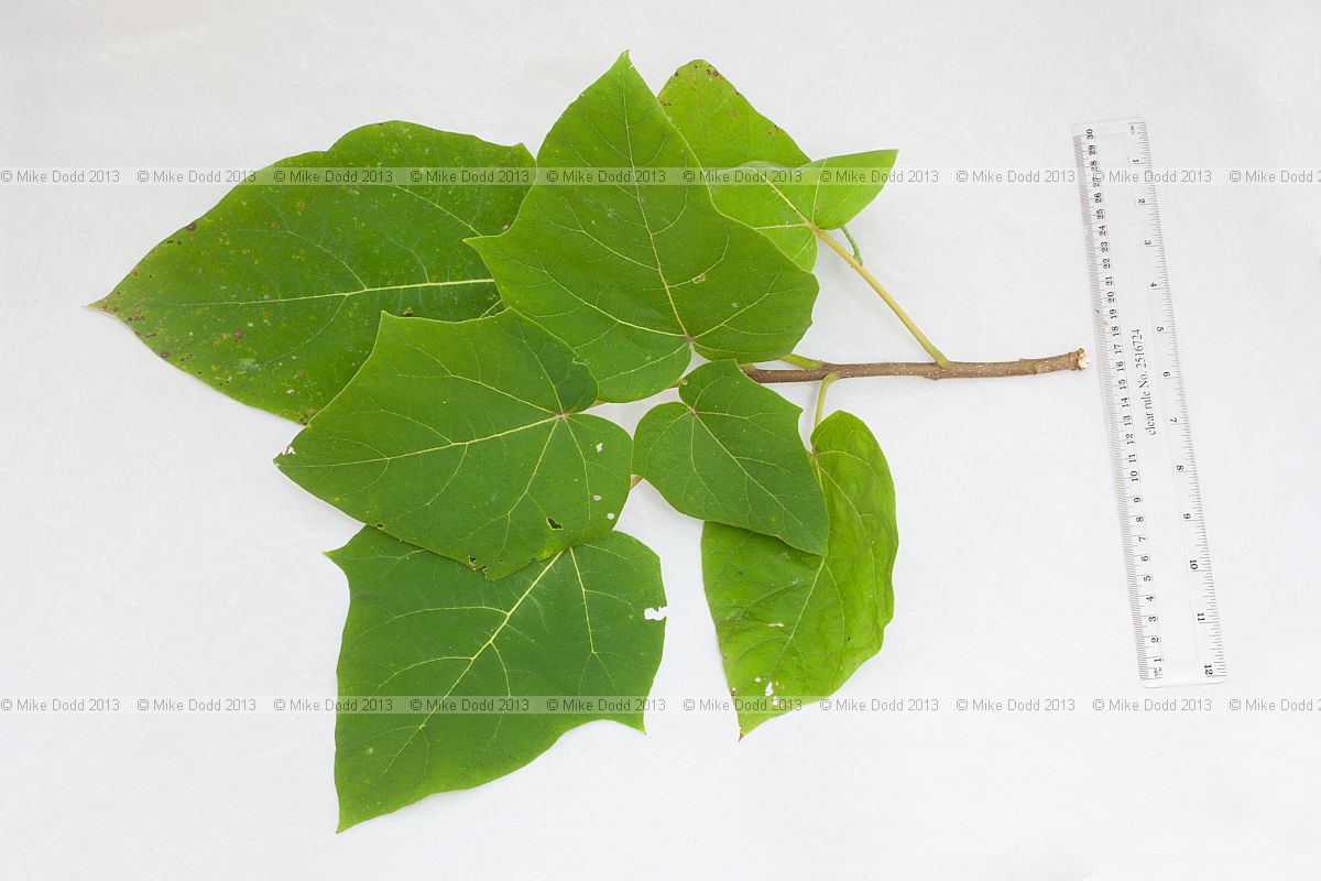 Paulownia tomentosa Foxglove Tree