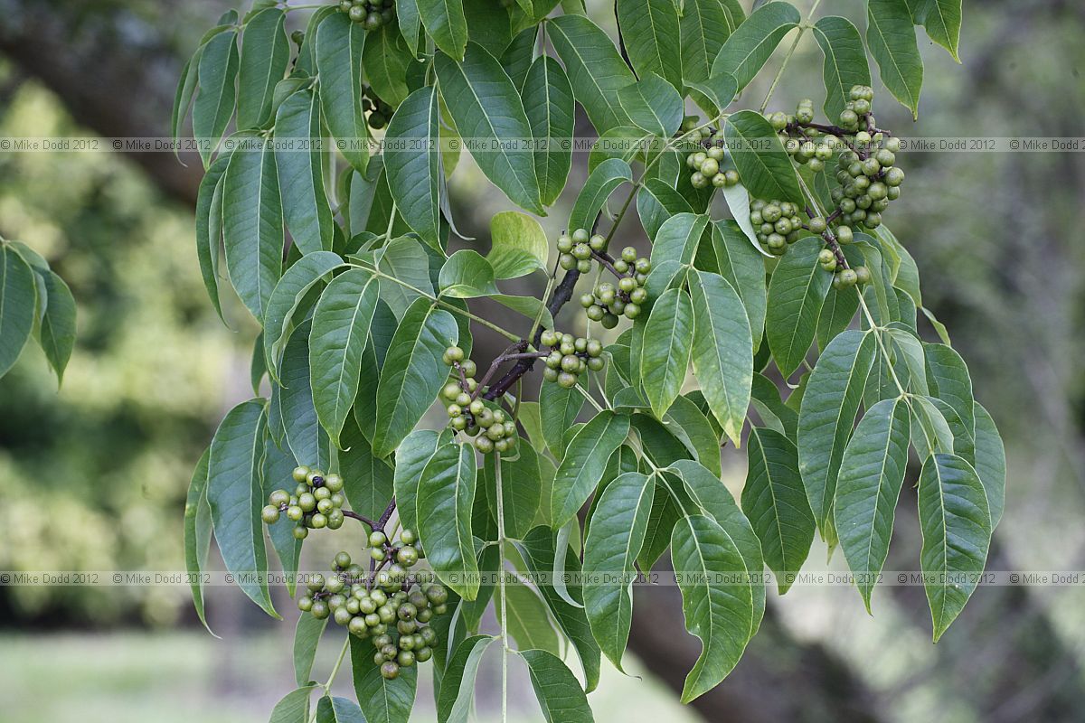 Phellodendron amurense Amur Cork Tree
