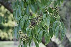 Phellodendron amurense Amur Cork Tree