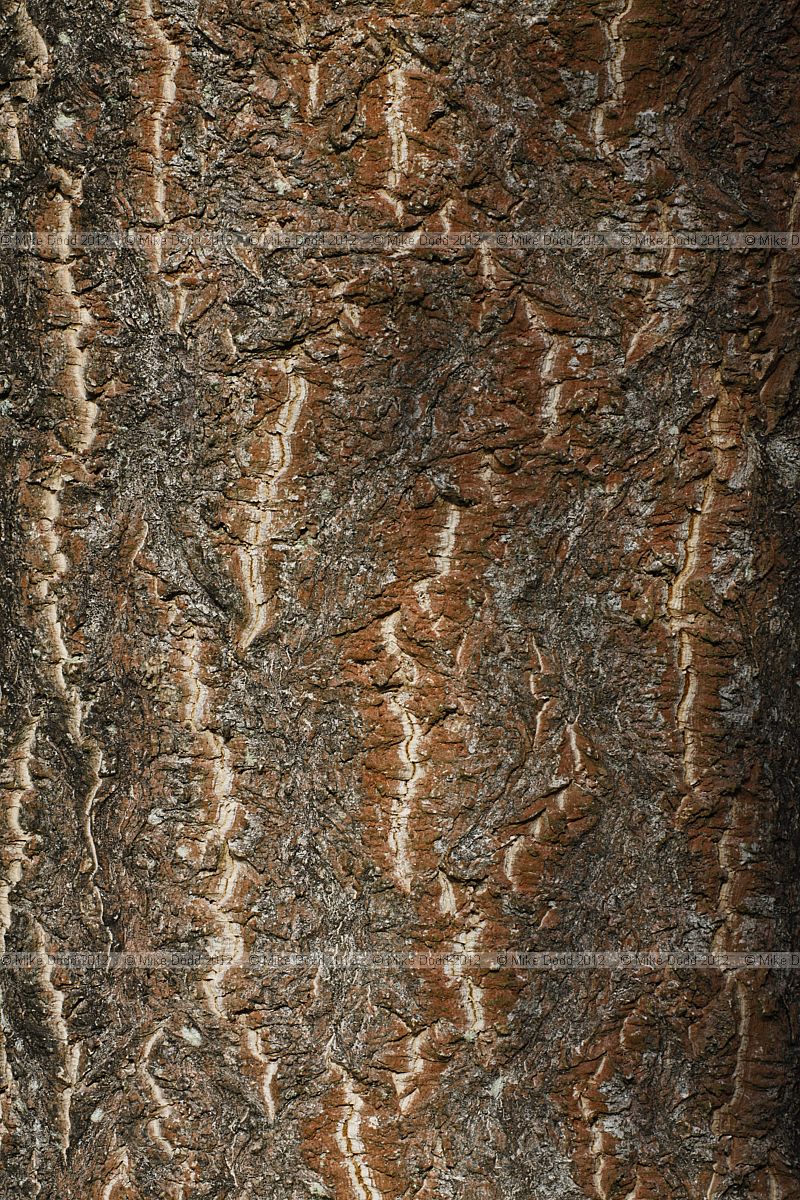 Phellodendron amurense Amur Cork Tree