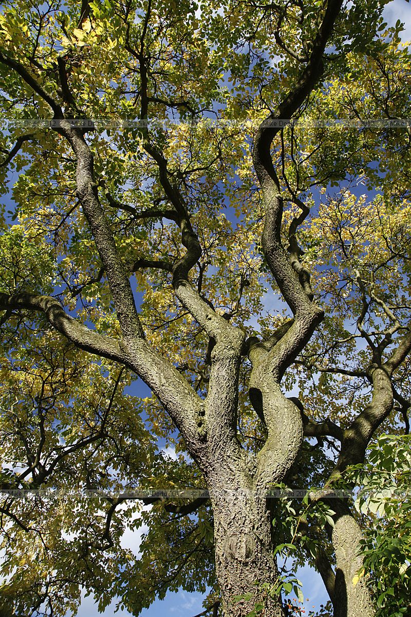 Phellodendron amurense var sachalinense Amur Cork Tree