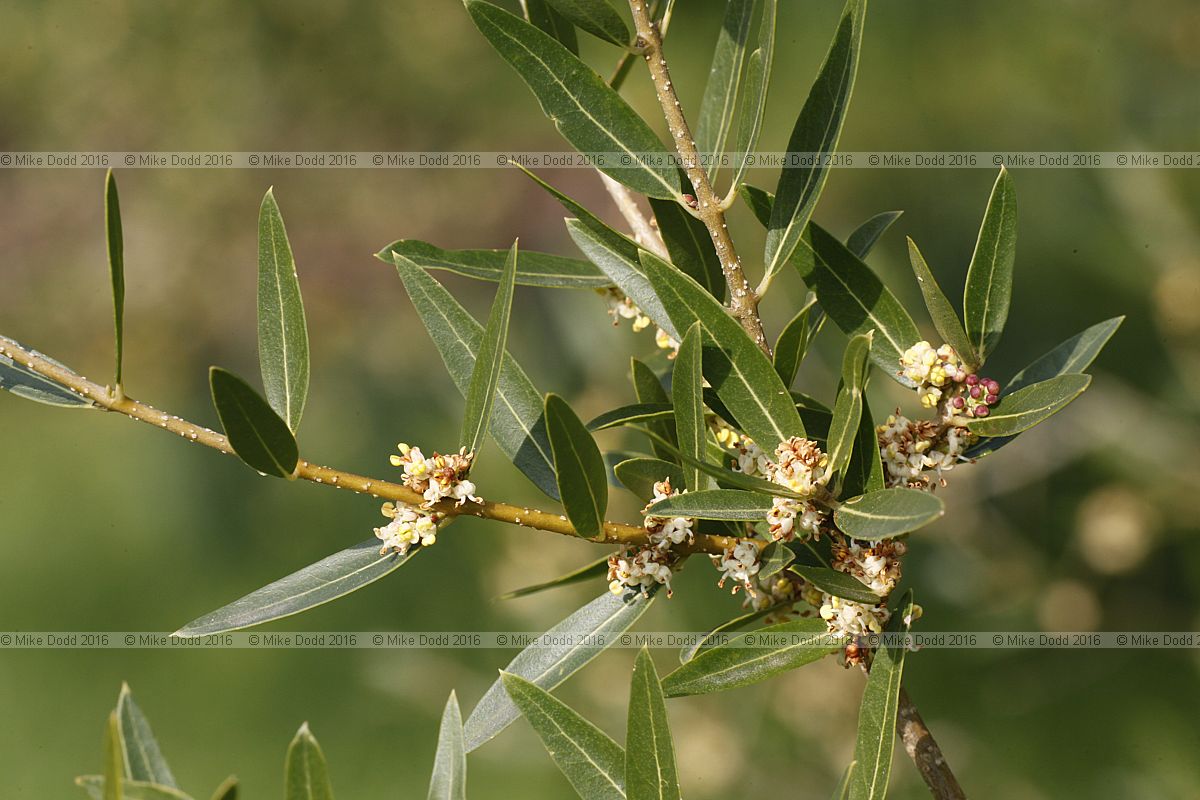 Phillyrea angustifolia Narrow-leaved mock privet