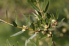 Phillyrea angustifolia Narrow-leaved mock privet