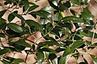Phillyrea latifolia