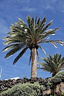 Phoenix canariensis  Canary Island Date Palm