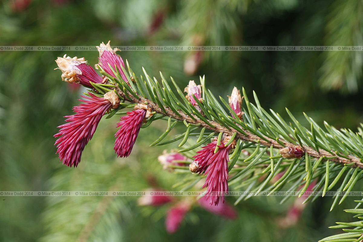 Picea abies Norway spruce (not sure which cultivar e g 'Rydal' or 'Rubra spicata')