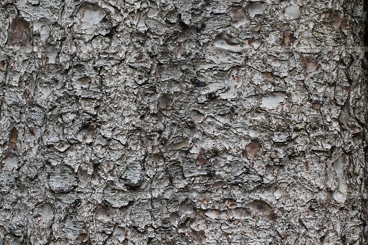 Picea abies Norway spruce