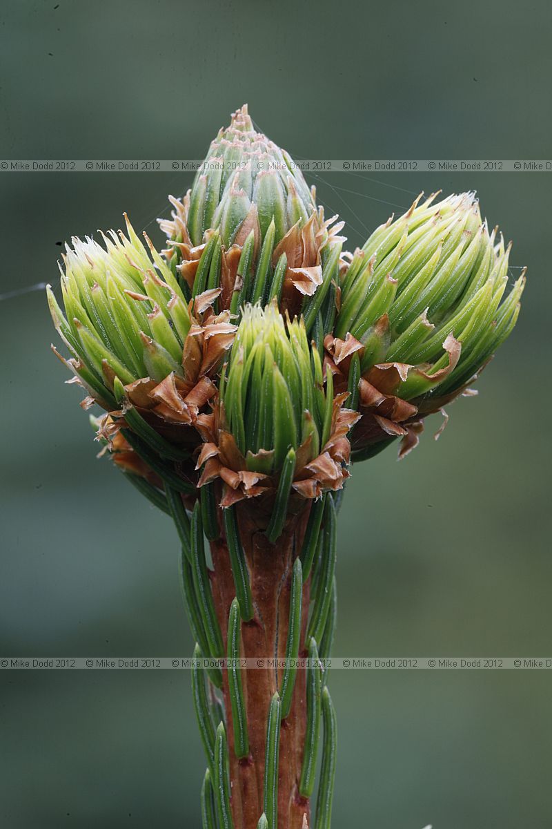 Picea abies Norway Spruce