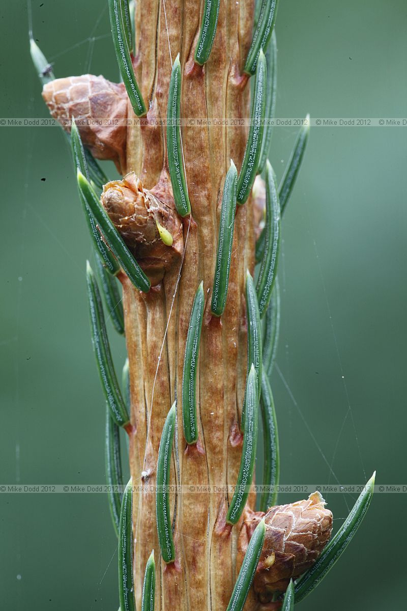 Picea abies Norway Spruce