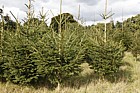 Picea abies Norway Spruce christmas tree