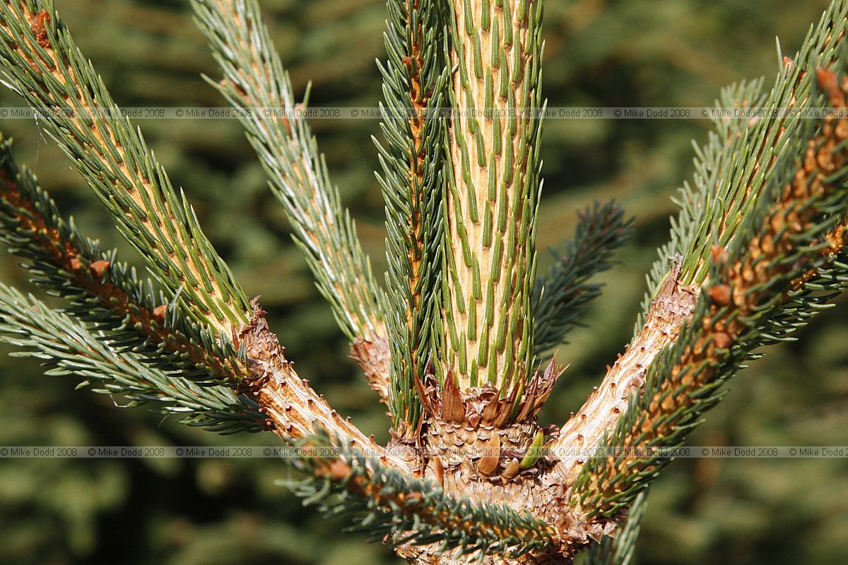 Picea abies Norway Spruce christmas tree