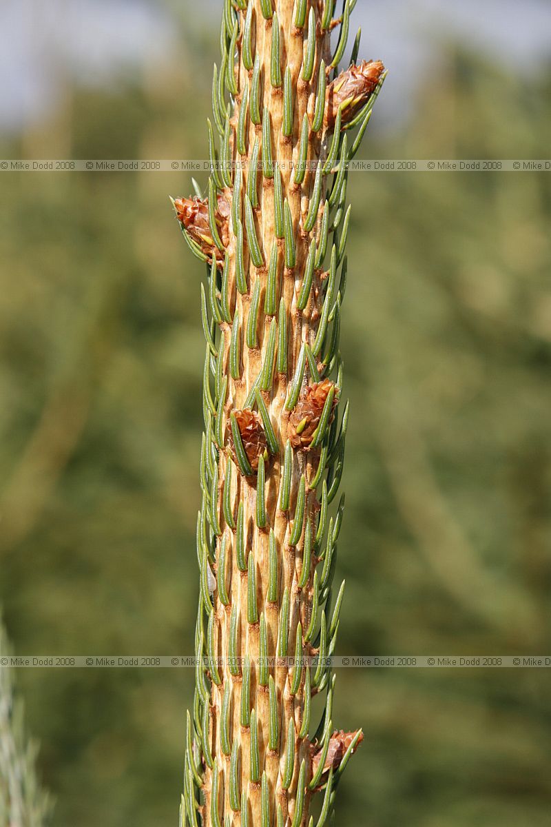 Picea abies Norway Spruce christmas tree