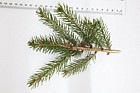 Picea abies Norway Spruce