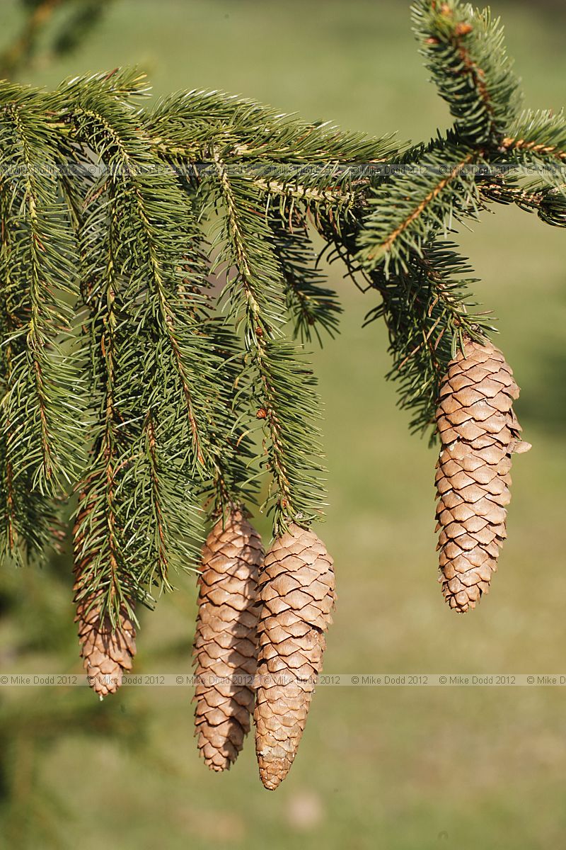 Picea abies