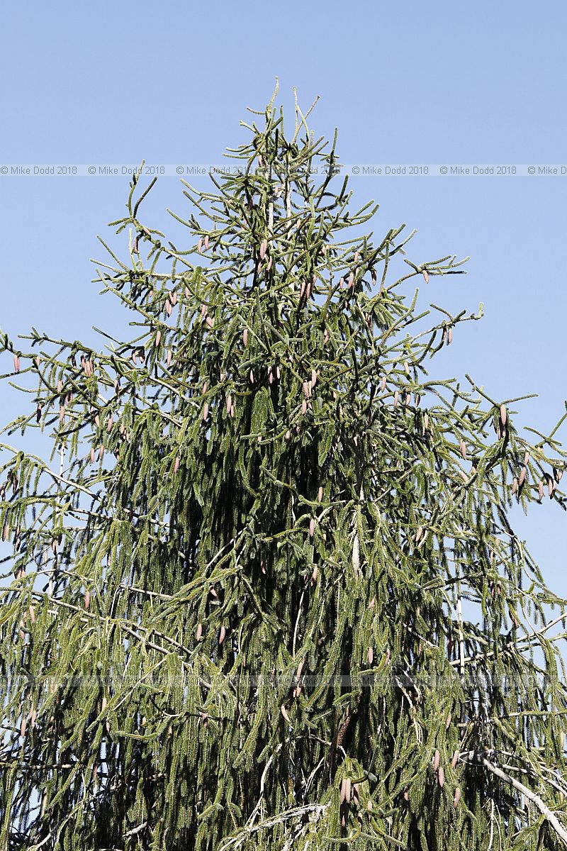 Picea abies 'Viminalis'