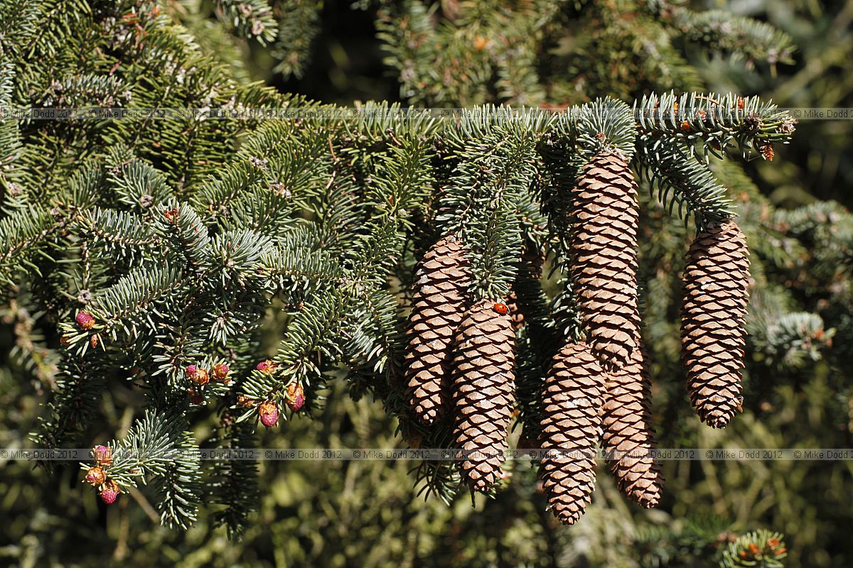 Picea asperata
