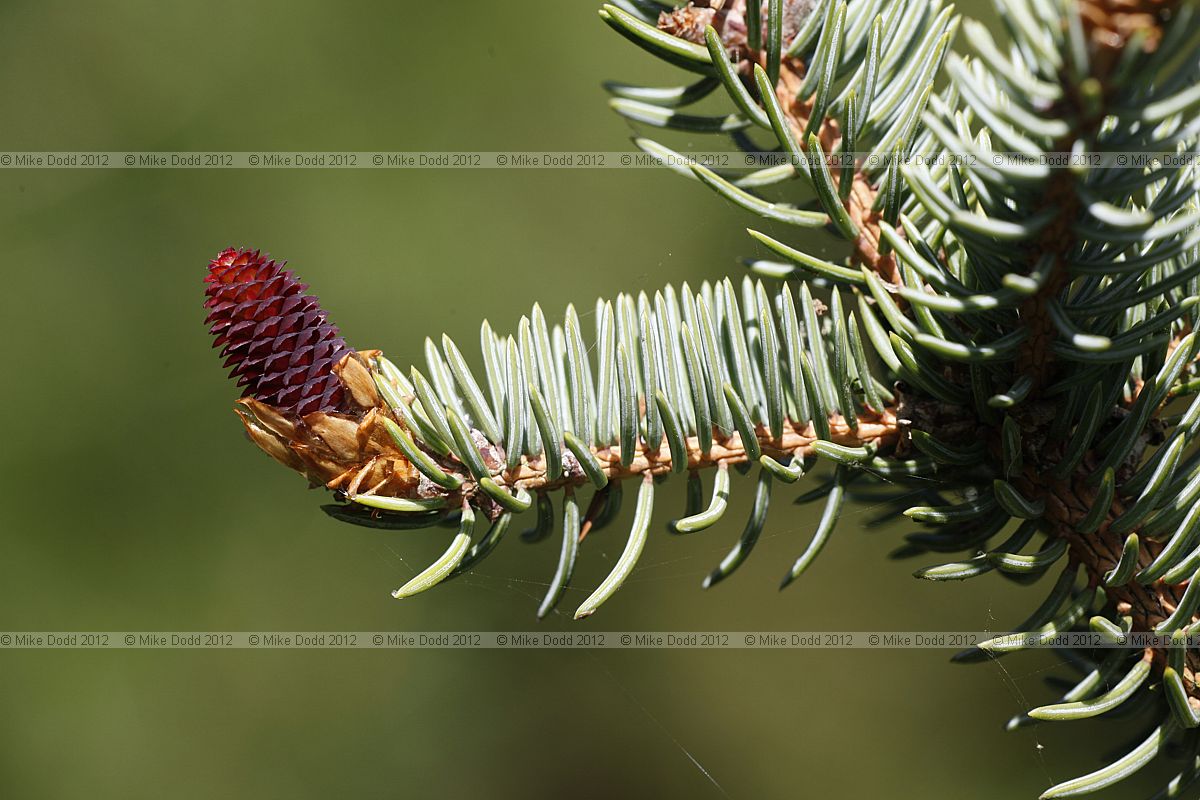 Picea asperata
