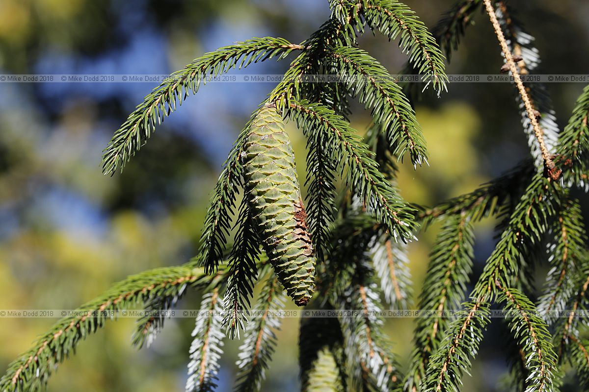 Picea brachytyla Sargent spruce