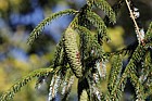 Picea brachytyla Sargent spruce