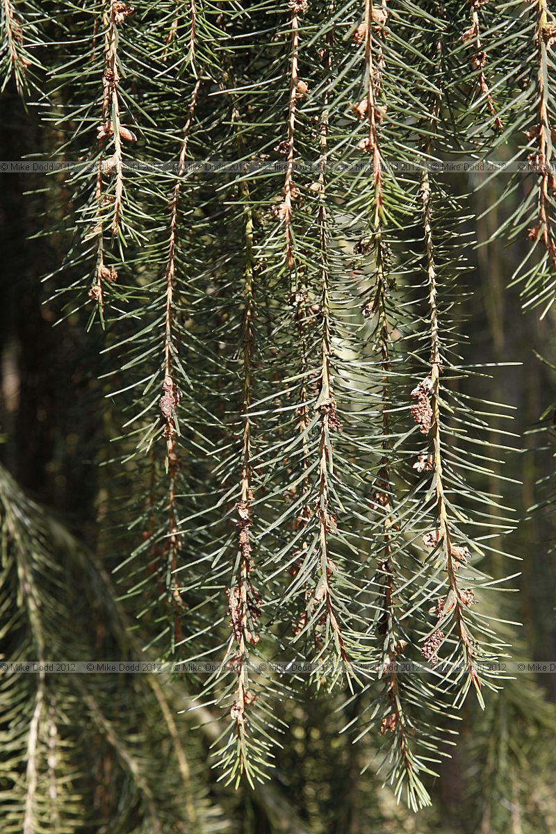 Picea breweriana