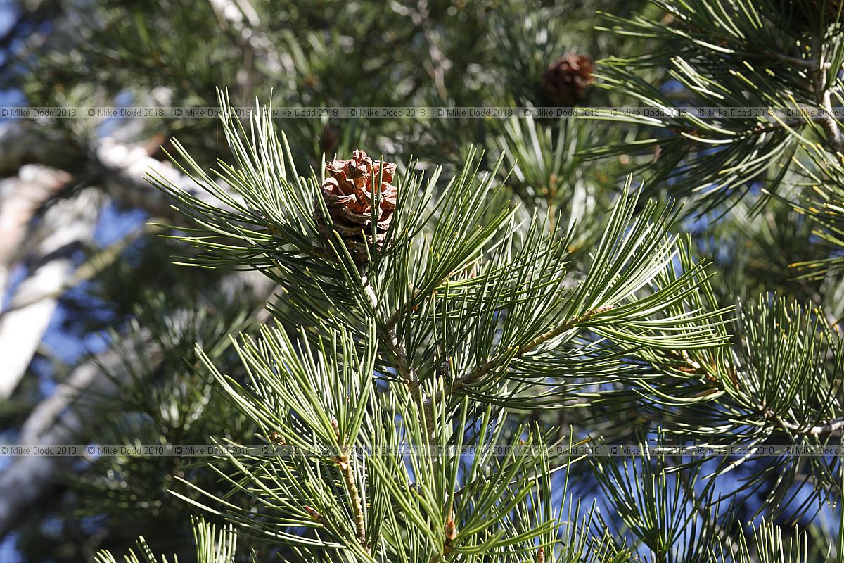 Picea bungeana Lacebark pine