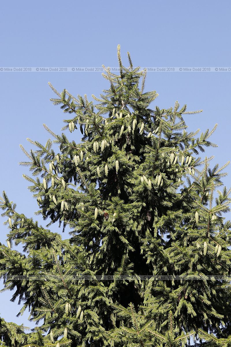 Picea chihuahuana Chihuahua spruce